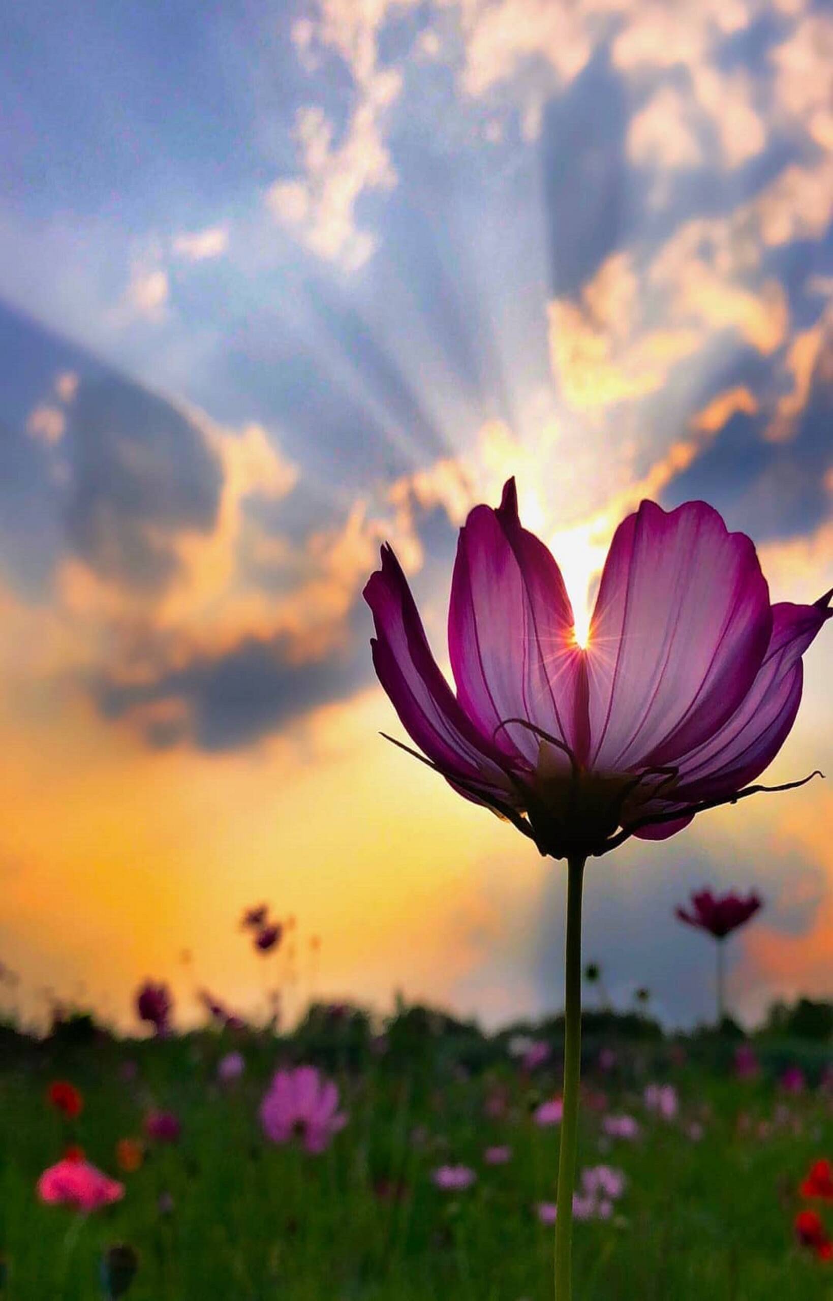 Doña Flora Santolaya Benito